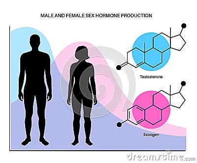 Testosterone estrogen level Vector Illustration