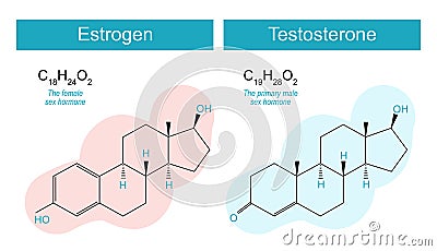 testosterone and estrogen molecules Vector Illustration