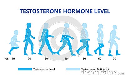 Testosterone hormone levels chart, vector Vector Illustration