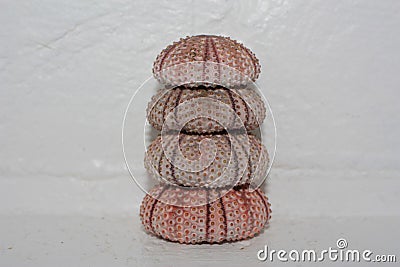 Tests (shells) of Black sea urchin (Arbacia lixula) in a pyramid Stock Photo