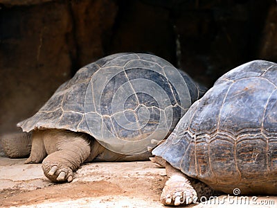 Close-up at eye level of a right hind leg with the four Close-up of a right hind leg with the four thick toe claws of two turtles Stock Photo