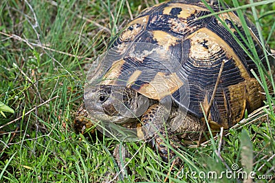 Testudo graeca Stock Photo