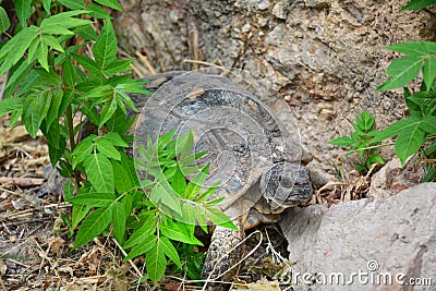 Testudo graeca tortoise - greek turtle in the park Stock Photo
