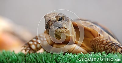 Testudo hermanni Stock Photo