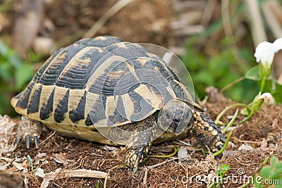 Testudo hermanni Stock Photo