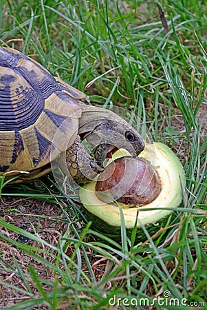 Testudo hermanni eating avocado Stock Photo