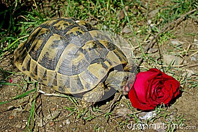 Testudo hermanni eating a rose Stock Photo