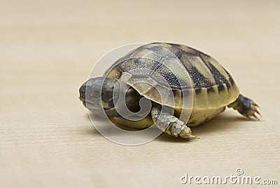 Testudo hermanni Hermanns tortoise Stock Photo