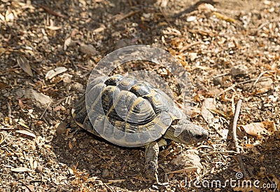 Testudo hermanni Stock Photo