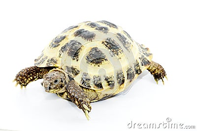 Testudo horsfieldi Stock Photo