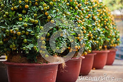 Tet Kumquat Trees the symbols of Lunar New Year Holidays Stock Photo