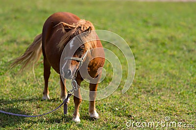 Tethered brown pony standing in a pasture Stock Photo