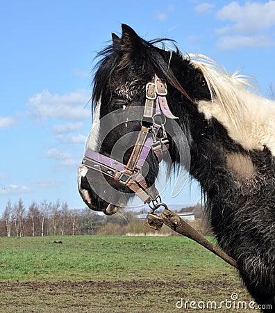 Tethered Muddy Black And White Horse Stock Photo