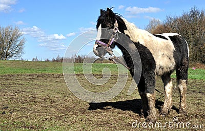 Tethered Muddy Black And White Horse Stock Photo