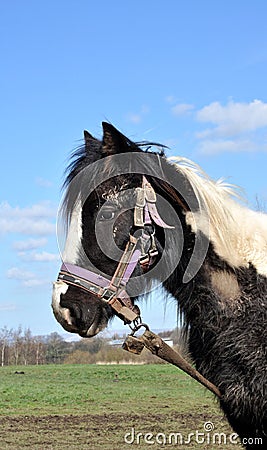 Tethered Muddy Black And White Horse Stock Photo