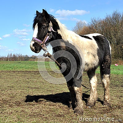 Tethered Muddy Black And White Horse Stock Photo