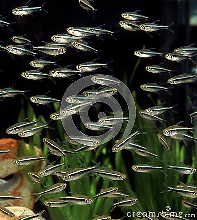 TETRA FISH aphyocharax sp, SHOAL OF FISHES Stock Photo