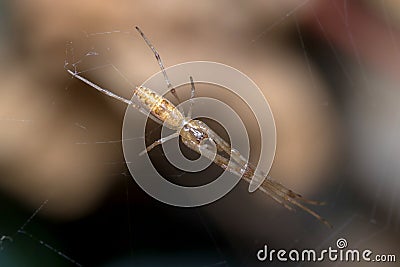 Tetragnatha sp spider waiting for preys on his web Stock Photo