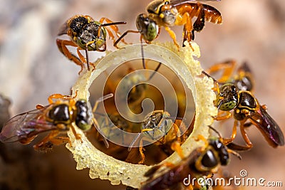 Tetragonisca angustula colony honeybees jatai Stock Photo