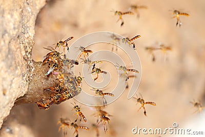 Tetragonisca angustula jatai bess on flight close - stingless bee Stock Photo