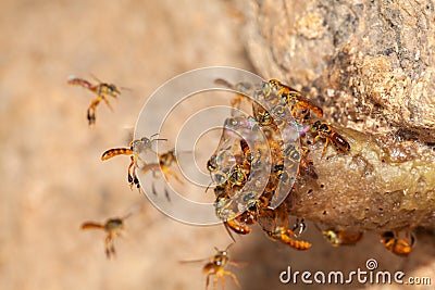 Tetragonisca angustula jatai bess on flight close - stingless bee Stock Photo