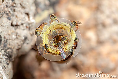 Tetragonisca angustula Jatai hive close - stingless bee Stock Photo