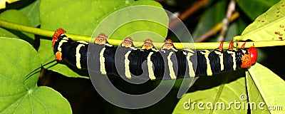 Tetrio sphinx Pseudosphinx tetrio Stock Photo