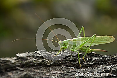 Tettigonia viridissima. Green grasshopper on the old tree bark. Stock Photo