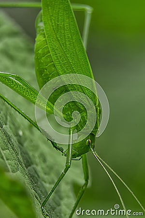 Tettigoniidae/ Katydids or bush crickets Stock Photo