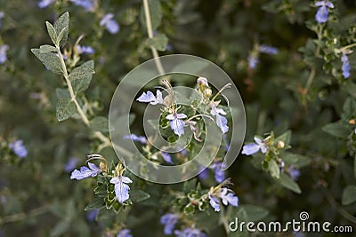 Teucrium fruticans blossom Stock Photo