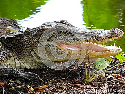 Texas alligator with jaws open Stock Photo