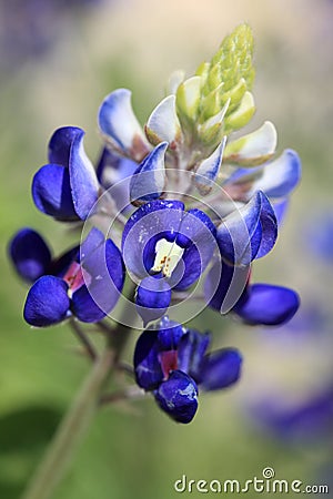 Texas Bluebonnet Stock Photo