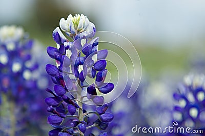 Texas Bluebonnet Stock Photo