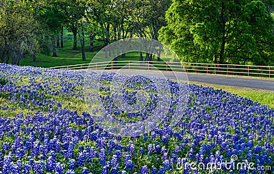 Texas bluebonnet field along country road Stock Photo
