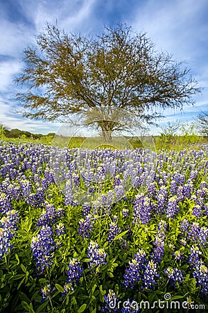 Texas bluebonnet field and lone tree at Muleshoe Bend Recreation Stock Photo