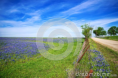 Texas Bluebonnet field in spring Stock Photo