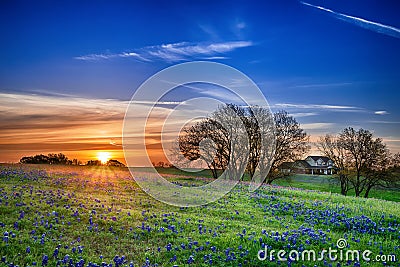 Texas bluebonnet field at sunrise Stock Photo