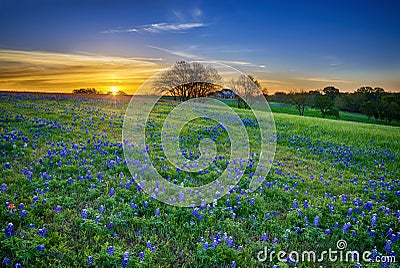 Texas bluebonnet field at sunrise Stock Photo