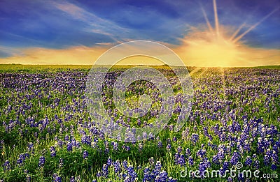 Texas Bluebonnet field at sunset Stock Photo