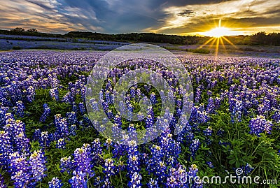 Texas bluebonnet field in sunset at Muleshoe Bend Recreation Area Stock Photo