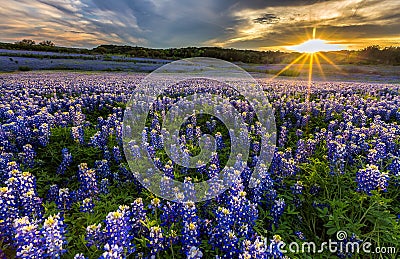 Texas bluebonnet field in sunset at Muleshoe Bend Recreation Are Stock Photo