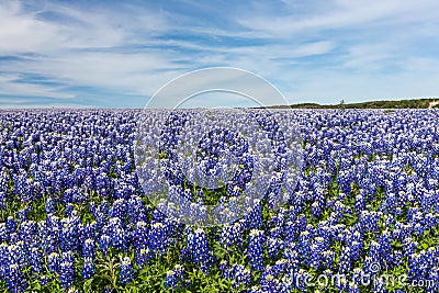 Texas Bluebonnet filed and blue sky background Stock Photo