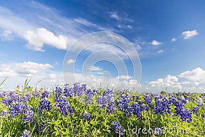 Texas Bluebonnet filed and blue sky in Ennis.. Stock Photo