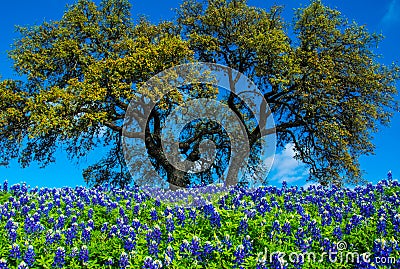 Texas Bluebonnet Flowers with Tree Stock Photo