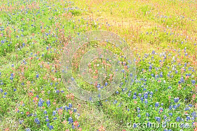 Texas Bluebonnet and Indian paintbrush blossom in Ennis, Texas, Stock Photo