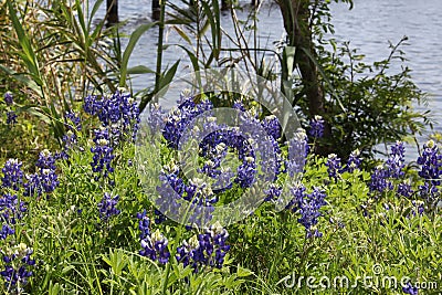 Texas bluebonnet or Texas lupine Stock Photo