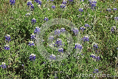 Texas bluebonnet or Texas lupine Stock Photo