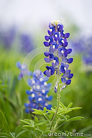 Texas Bluebonnet (Lupinus texensis) Stock Photo