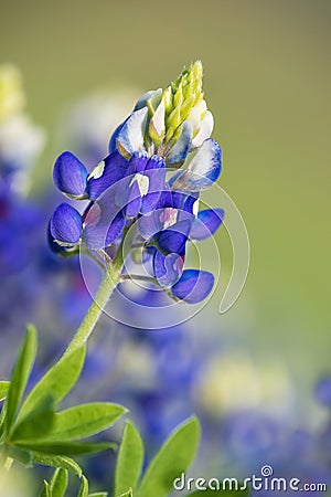 Texas Bluebonnet (Lupinus texensis) flower Stock Photo