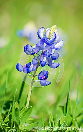 Texas Bluebonnet Lupinus texensis flower blooming in spring Stock Photo